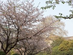 -武汉大学-樱园