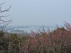 -香雪海