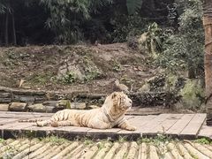 -贵州森林野生动物园