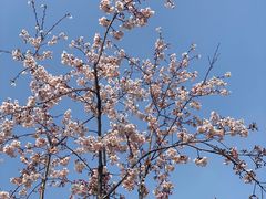 -顾村公园