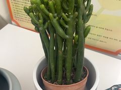 -荷兰花海
