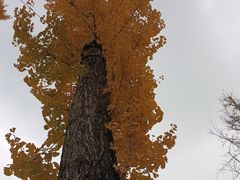 -两江幸福广场