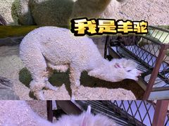 -正佳雨林生态植物园