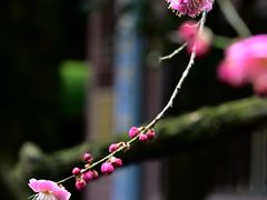 -慧因高丽寺
