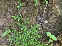 -阳台山自然风景区
