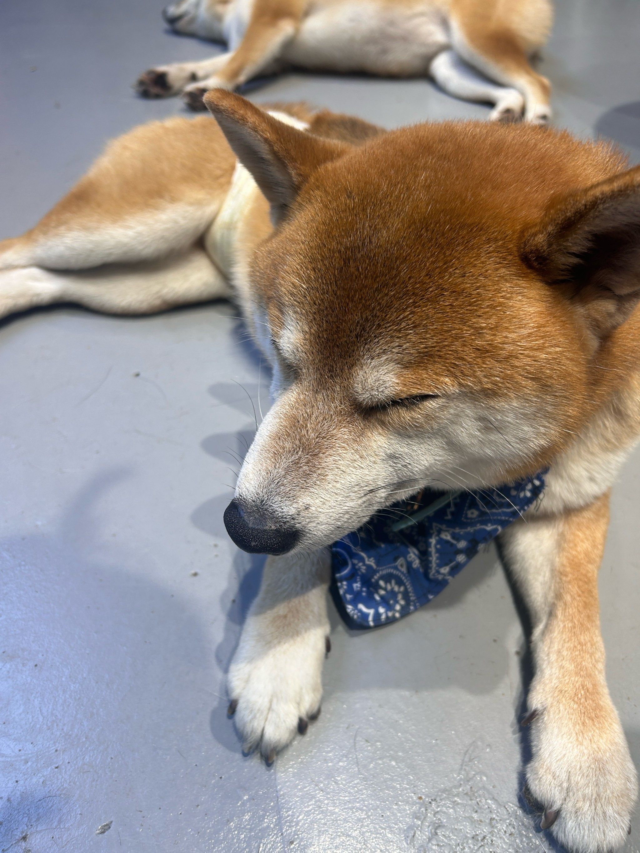 爱眯眯眼的小柴