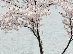 -羊山湖公园
