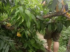 -南汇新场正宗水蜜桃采摘