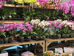 -双季花艺园艺市场(浦东店)