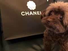 -Chanel(德基广场店)