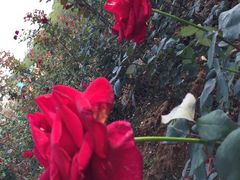 -松山湖梦幻百花洲