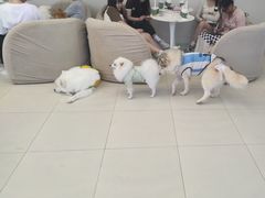 -怪兽屋·羊驼·猫咖·狗咖(俊华广场店)