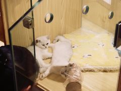 -屋虎猫馆(宝安大仟里店)