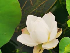 -朝阳公园