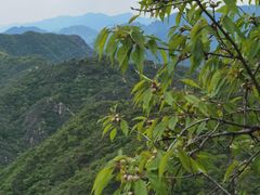 -大岭沟猕猴桃谷风景区
