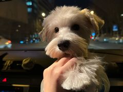 -FAELING PETS美天灵宠物(合生汇店)