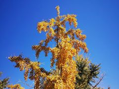 -北京西山国家森林公园