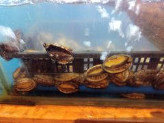 鲍鱼-芭菲盛宴·环球美食(北城国际店)