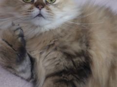 -宠物星动物医院·眼科·异宠·猫科(江南大道总院)