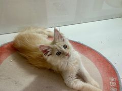 -青奢宠物·青奢猫舍