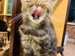 -more than meow吴止猫主题餐厅(承德 中船汇店)