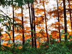 -九里河湿地公园