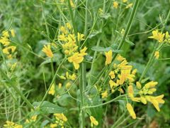 -光明小镇欢乐田园