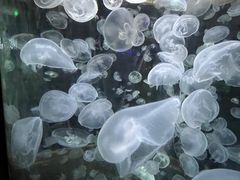-绿色星球动物主题公园