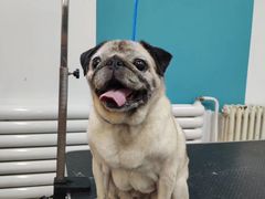 -派多格宠物·购宠(靛厂路店)