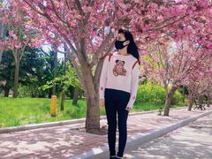 -莱阳濯村樱花园