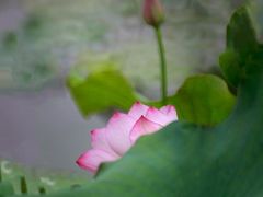 -西湖游船