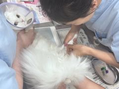 -四月宠物医院·猫专科·心脏专科·内科(转塘店)