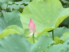 -深圳仙湖植物园