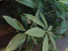 -花言草语鲜花店(灵山路店)