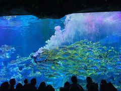 -芜湖新华联大白鲸海洋公园