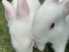 -前小桔亲子创意农场·草莓采摘·露营烧烤