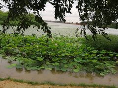 -丁香湖公园