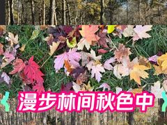 -黑龙江省森林植物园