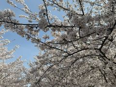 -高东镇樱花园