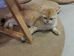 -Heymao猫咖.咖啡厅(东门店)