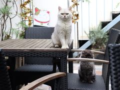 -喵屿·大理花园猫咖