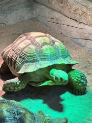 -Zoolung Zoolung动物主题公园(海信广场店)