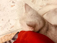 -飞行喵MR PILOT|猫舍·猫咖(静安大融城店)