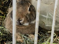 -马陆小张葡萄园农家乐