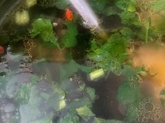 -曾牛肉