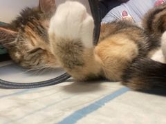 -艾吉宠物医院·疑难杂症转诊中心·猫友好(碧江路院)