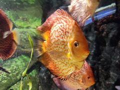 -上海海洋水族馆