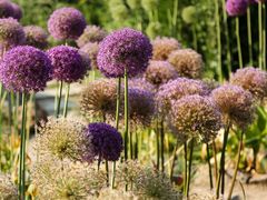 -国家植物园南园