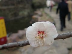 -无锡梅园公园