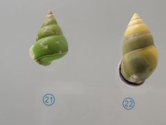 -青岛贝壳博物馆